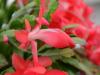 Coral Red